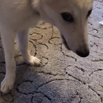 The dog eats juicy kavun