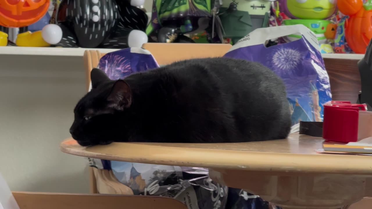 Cute Precious Piper is Worn Out from Working So Hard - Adopting a Cat from a Shelter Vlog