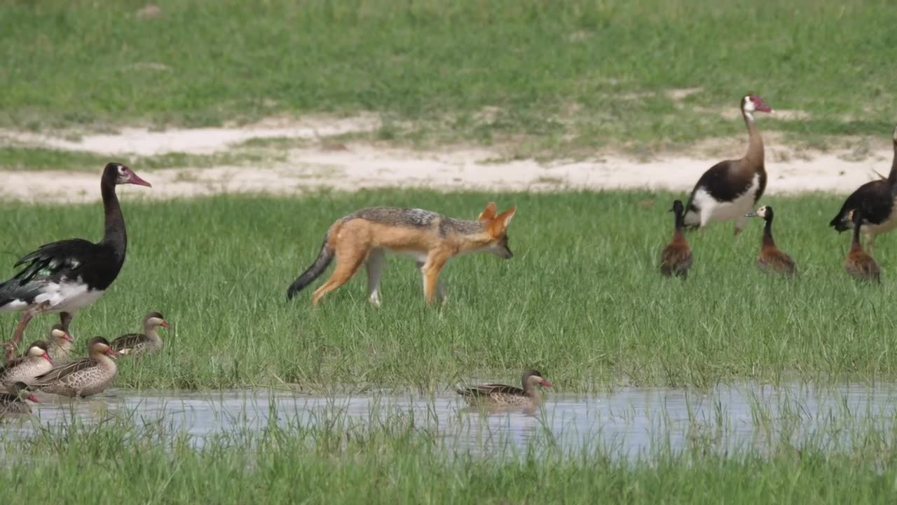 Fox hunting birds in a pond