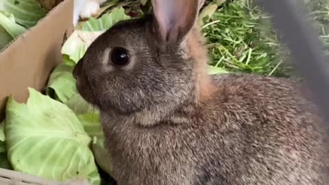 Beautiful bunnies group
