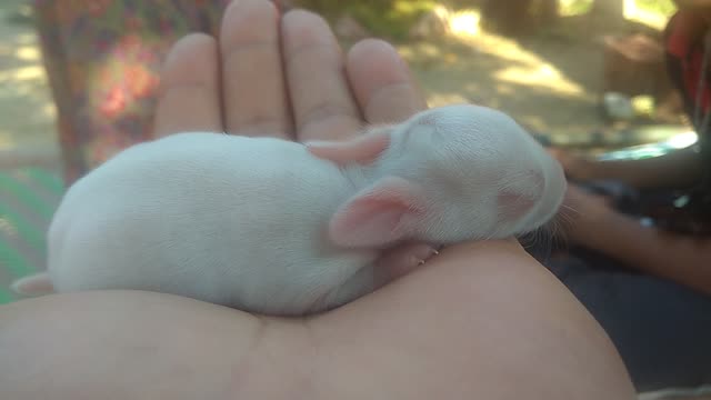 New born baby rabbit cuddling on my hand.