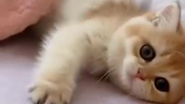 Funny cat on the bed😃😃🤩😁🐅🐅