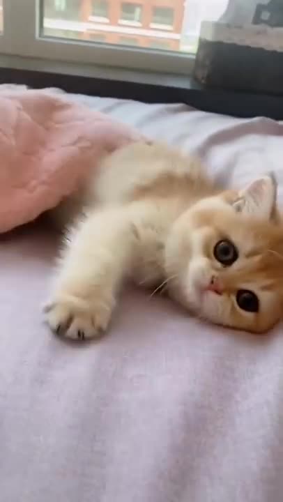 Funny cat on the bed😃😃🤩😁🐅🐅