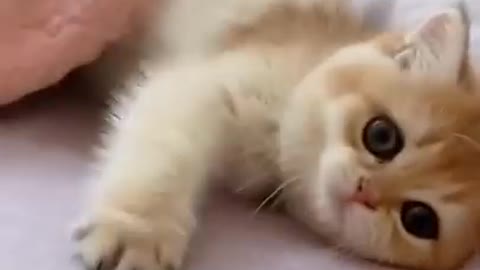 Funny cat on the bed😃😃🤩😁🐅🐅