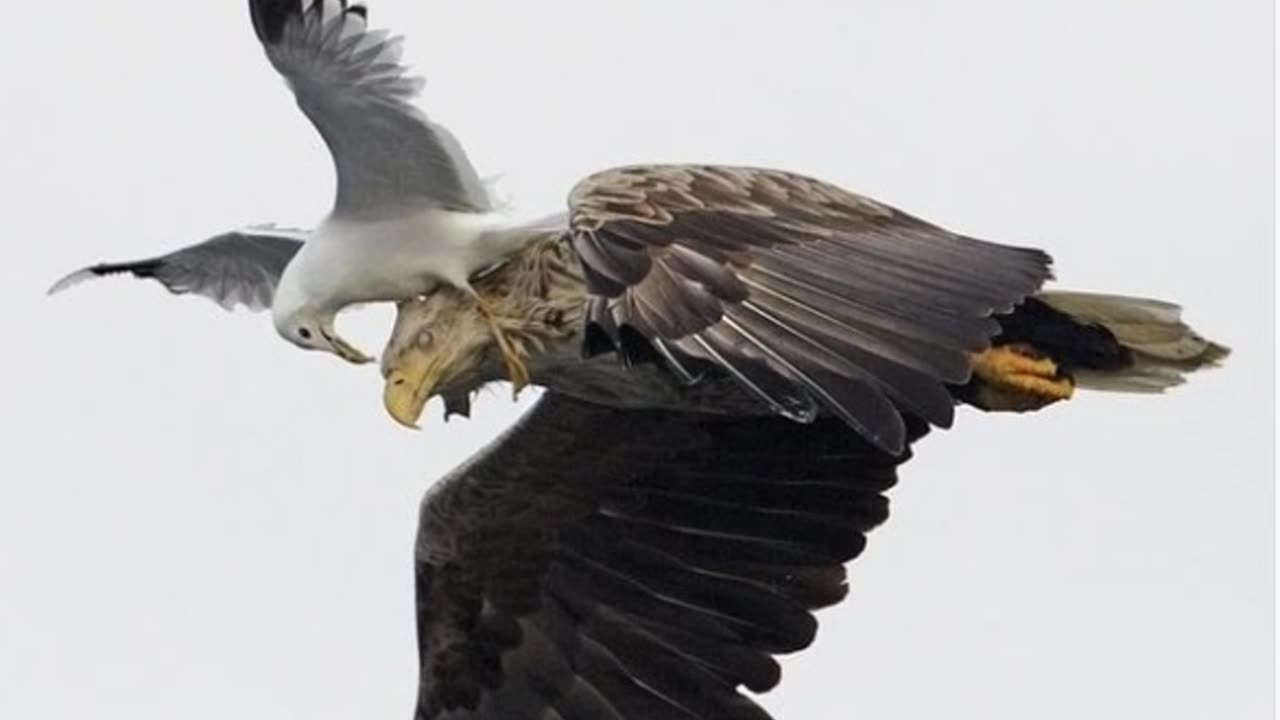 In a fight between an eagle and a seagull, which bird typically emerges as the victor?