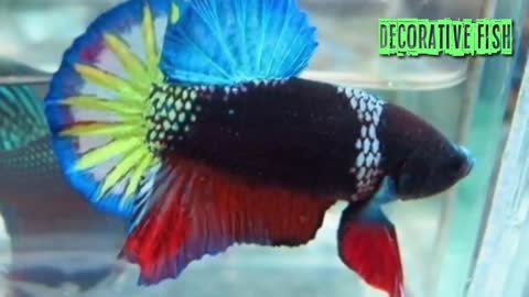 ornamental fish betta😍😍😍