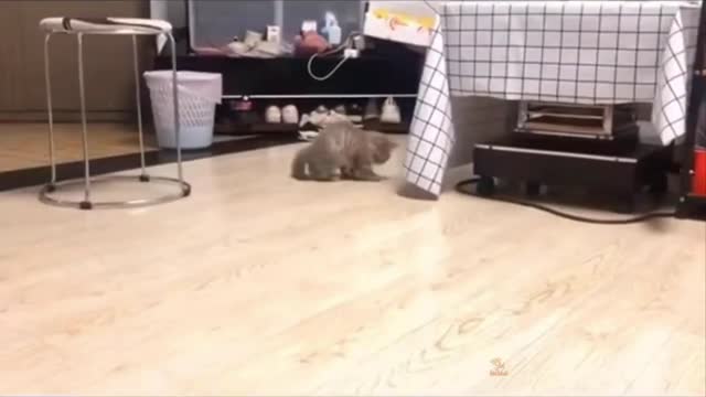 Cat playing soccer