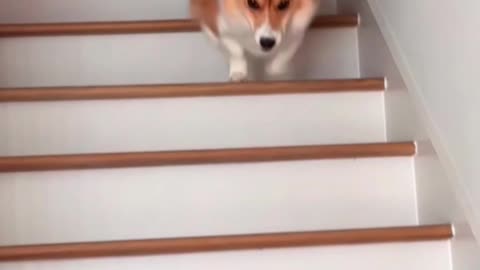 Dogs and stairs.😄