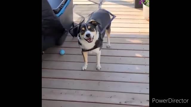Cute & Funny Animals Videos 🐕🦺 Pets, Dogs & 🐱 Cats Compilation 2022