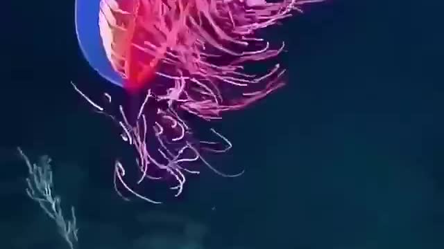This brightly coloured sea creature