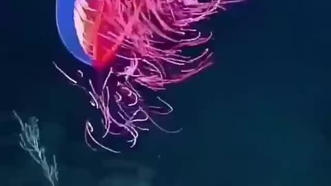 This brightly coloured sea creature