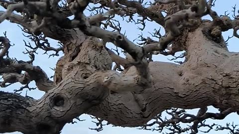 Ficus Bonsai amazing