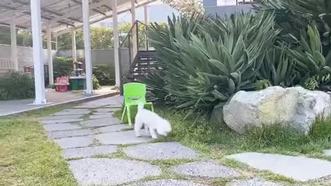 Puppy Jenny's cute video.