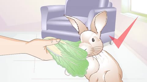 How to teach a rabbit