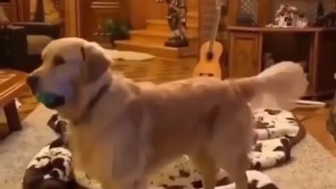 Supar funny dog videos [2021]/Animal Amaze video