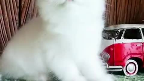 Cute cat funny video