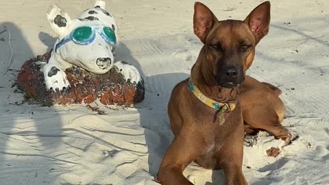 A dog that knows a mannequin as a friend