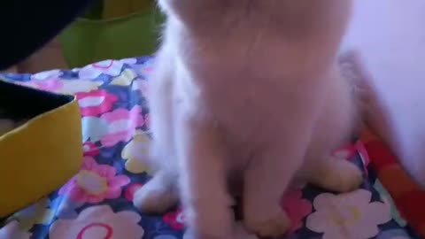 Angry Persian cat fights back with owner