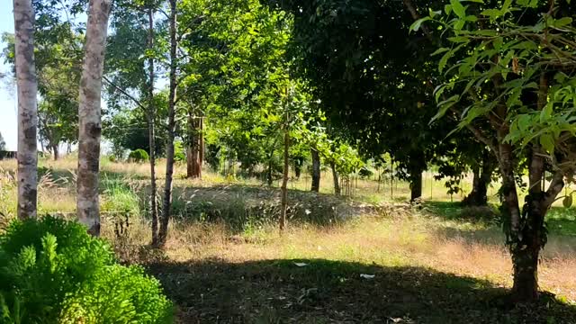 Birds singing sounds