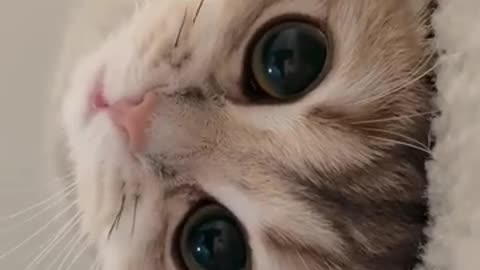 Cat Video