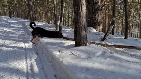 Leopard vs Timber