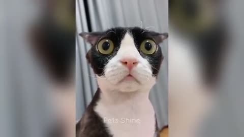 Funny Animals Try Not to Laugh Challenge: Prepare for a Smile Attack!