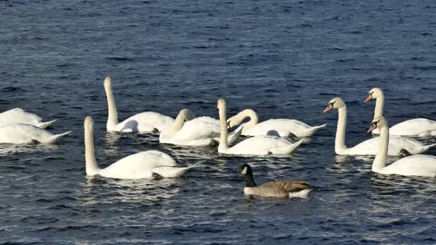Swan | Duck | Water | Nature
