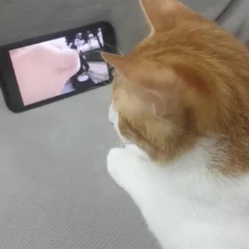 Funny Cat reaction music