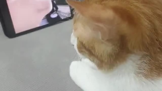 Funny Cat reaction music