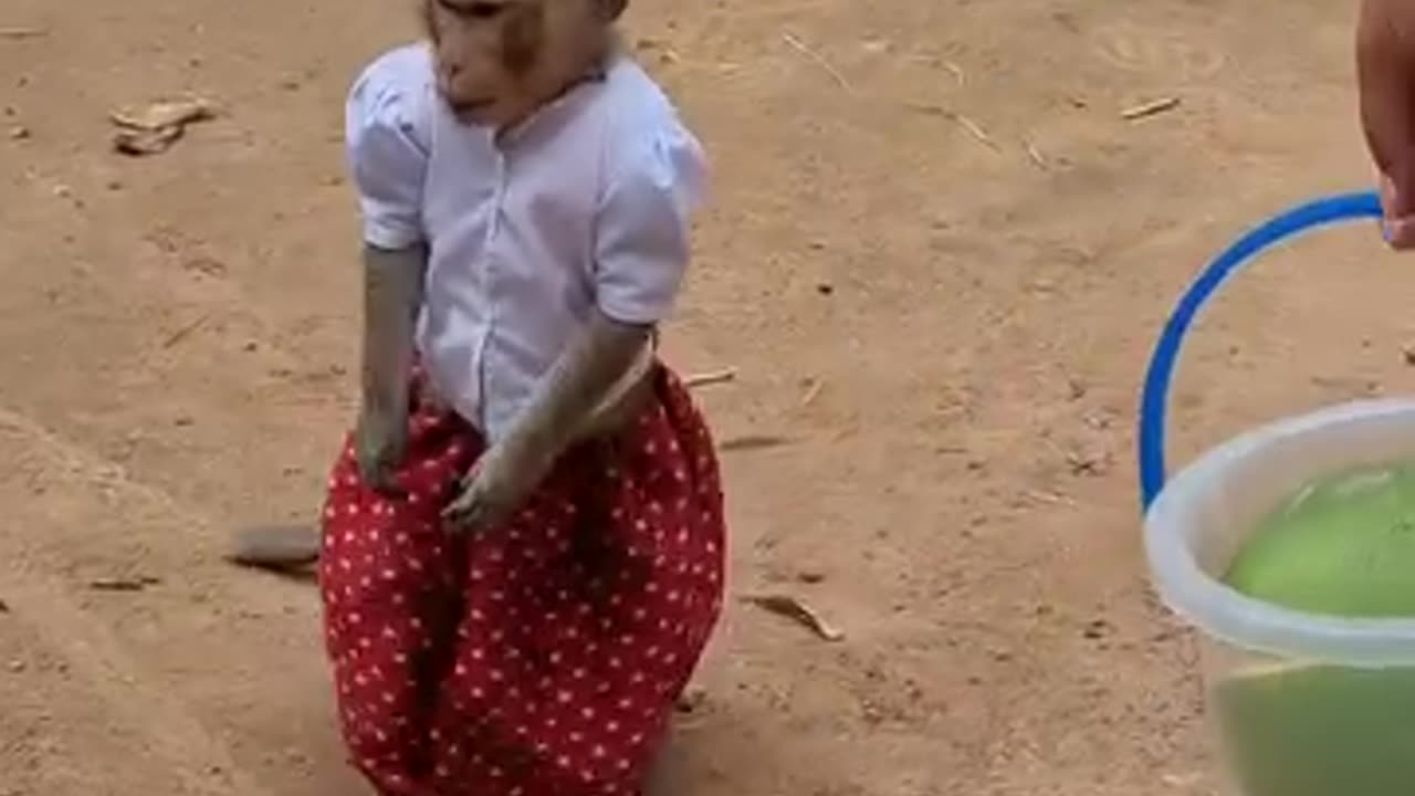 Monkey so happy with her new dress