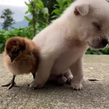 Chick & puppy