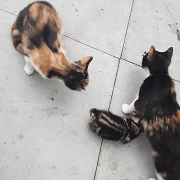 ASMR 😻 Mummy cat play fighting with fluffy first born kitten 😻