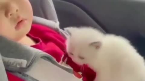 fluffy cat stroking the baby