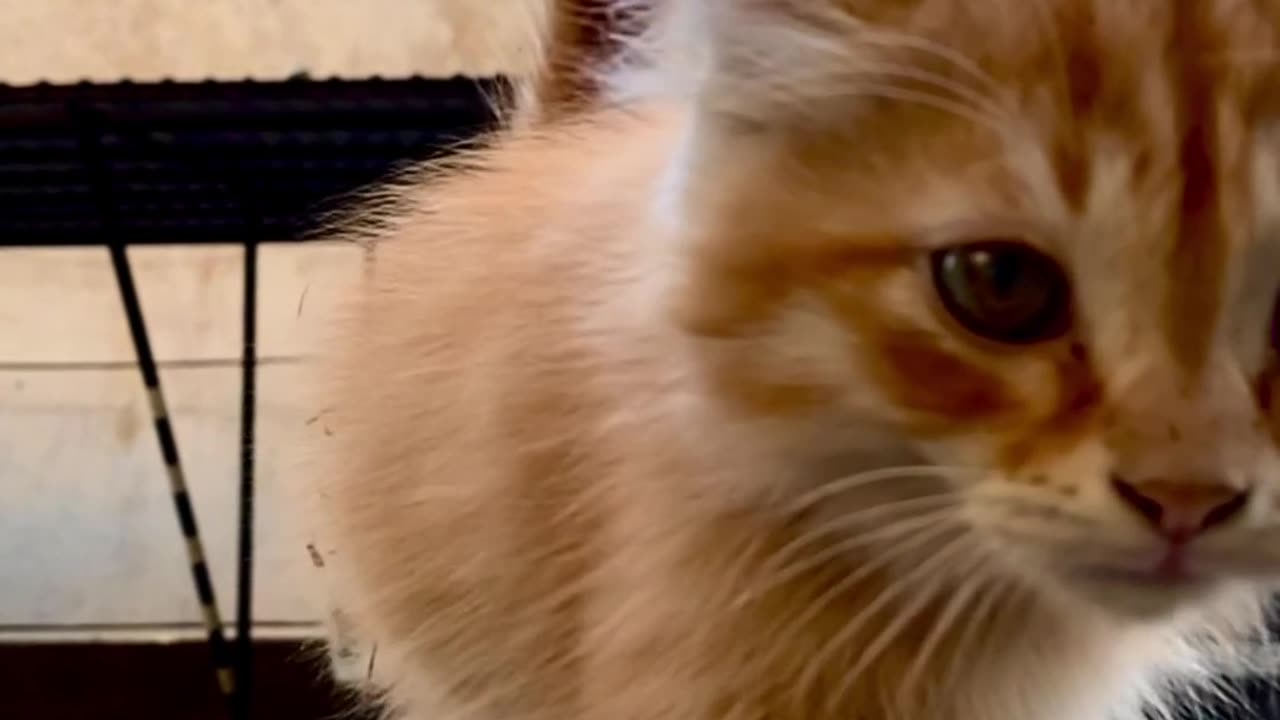 Look at this cat
