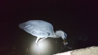 Great Blue Heron Juvenile, Eating Fish