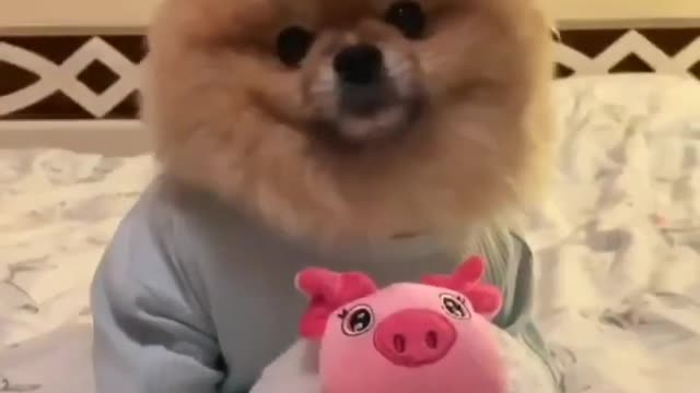 Adorable dog yawning like a kid