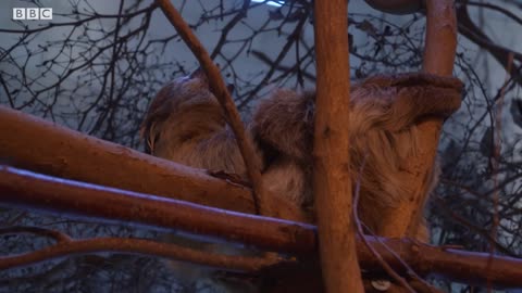 Can Sloths Kill You? | Weird Animal Searches | BBC Earth