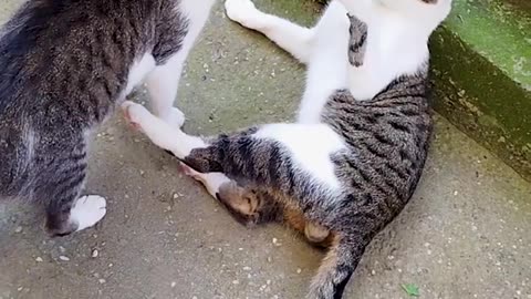 Cat Fight #cat #funny #shorts