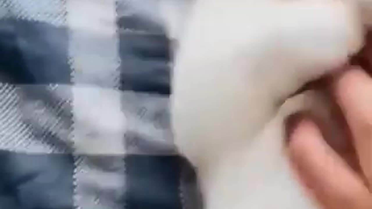 Funny cat Videos.