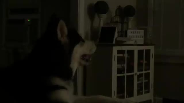 Dog is Entertained by His Favorite Movie