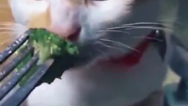 Funny cute cat hate healthy food 2021