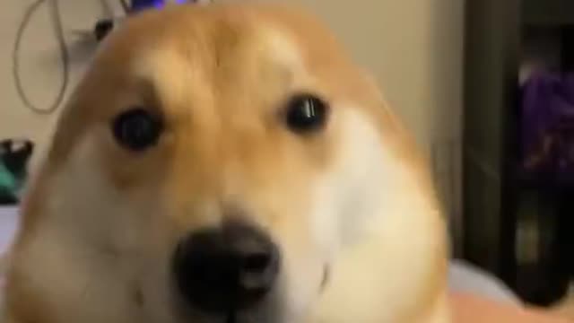 Dog without ears?