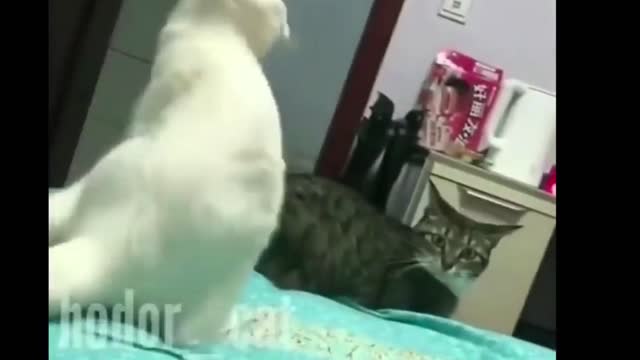 Making fun a cat... Why!?! - Funny Animals