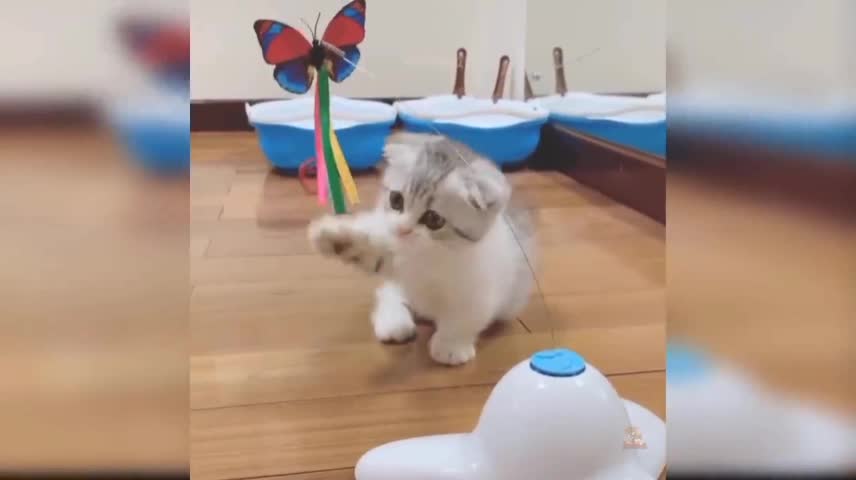 cat play with fake butterfly 🥰