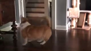 Corgi Boops Balloon to Keep It off the Ground