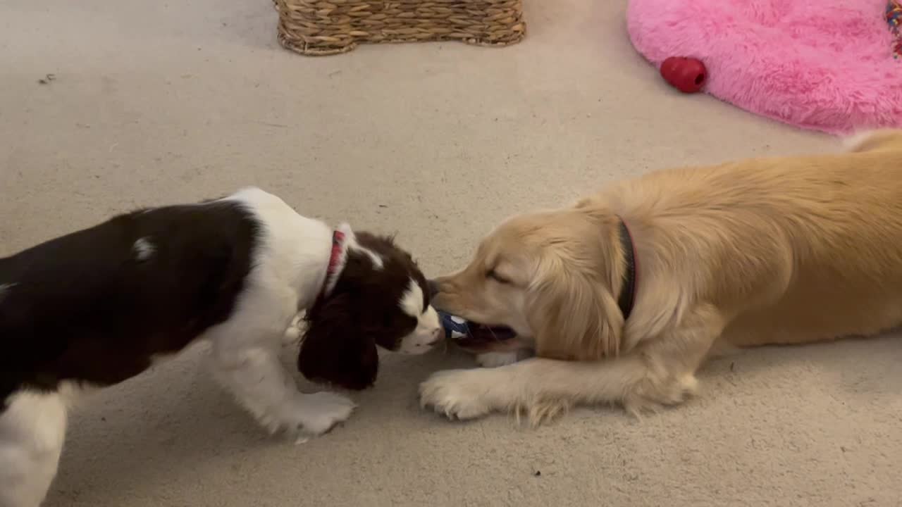 Ashlyn & Link - Playing With A Costco Toy