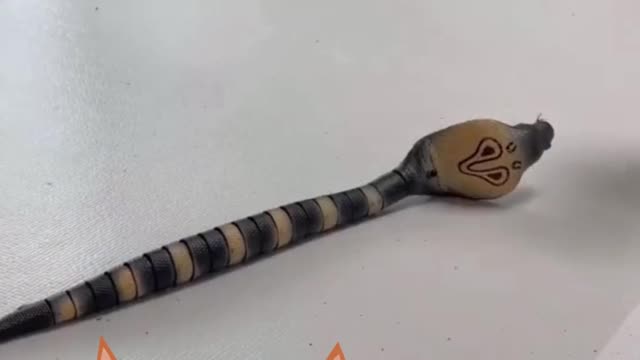 CAT PLAYING WITH TOY SNAKE !- FUNNY CATS AND CUTE #SHORTS