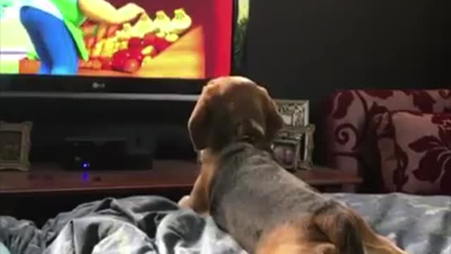 He was really very curious while watching..