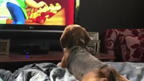 He was really very curious while watching..