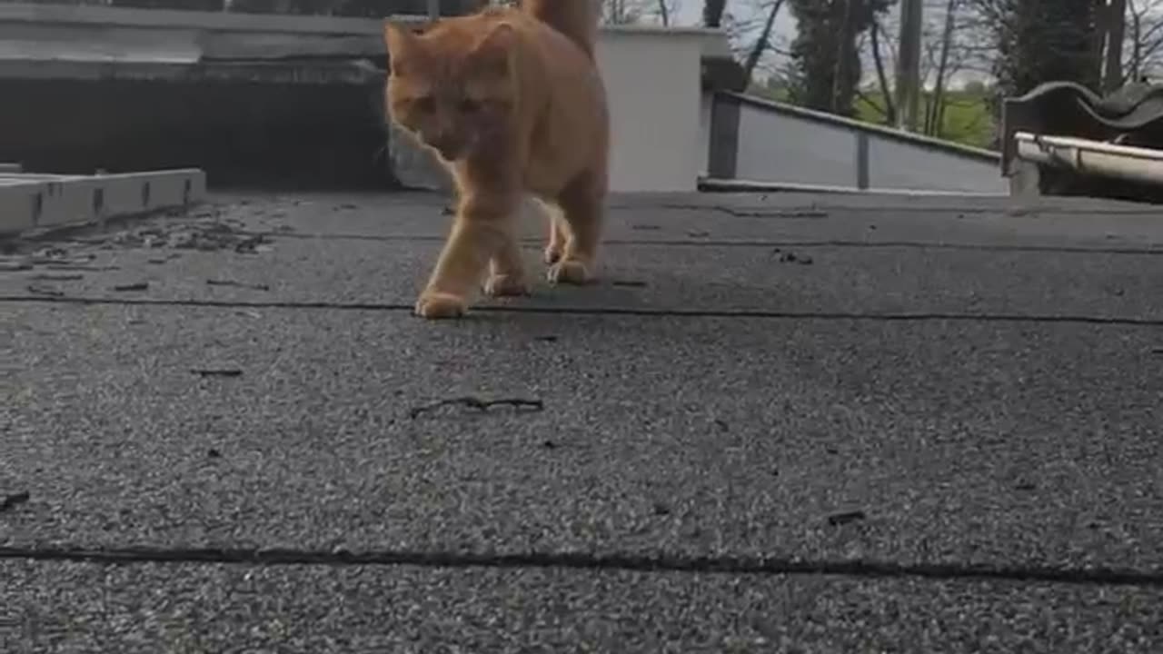 Simba is out his first time without harness and leash | he seems to enjoy his time!